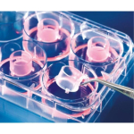 BRAND 6-well Insert 2in1 PET-membrane 8.0um