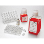 Corning Intestine Epithelium Differentiation  Medium 250mL