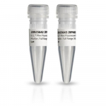 Amersham ECL Plex Fluorescent Rainbow Markers 120 ul Amersham ECL Plex Fluorescent Rainbow Markers 120 ul
