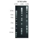 Lonza SeaKem Genetic Technology Grade (GTG) Agarose - 500g