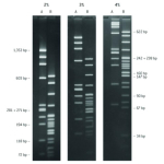 Lonza NuSieve Genetic Technology Grade (GTG) Agarose - 25g