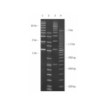 Lonza SeaPlaque Agarose - 25g