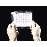 Lonza GelBond Agarose Support Film Sheets 110x125mm - 100 Sheets