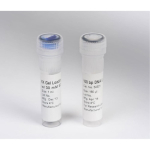 Lonza DNA Ladder 20bp for  150 Applications - 150uL
