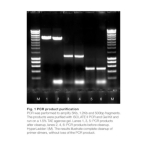 Meridian Bioscience ISOLATE II PCR and Gel Kit - 10 Preps