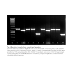 Meridian ISOLATE II Genomic DNA Kit 10 Preps