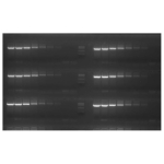 Meridian Bioscience dNTP Set 100mM - 4 x 100umol (4 x 1mL)