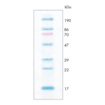 ProtoMarkers Molecular Weight Markers for Protein Visualisation - 0.5mL