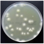 Tryptone Soya Agar, 90mm Monoplate, Deep fill