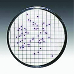 Sartorius Filter Membrane CN 47mmx0.45um