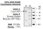 LSD1 Active human, recombinant, expressed in E. coli, >=70% (SDS-PAGE)