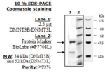 DNMT3B/DNMT3L Active human, recombinant, expressed in baculovirus infected insect cells, >=90% (SDS-