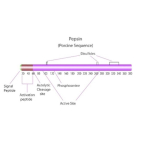 Pepsin from porcine gastric mucosa, powder, slightly beige, 600-1200 U/mg