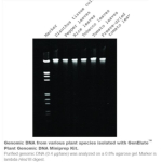 Genelute plant genomic dna miniprep kit