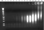GenomePlex Complete Whole Genome Amplification (WGA) Kit, Optimized kit with enzyme for amplifying a