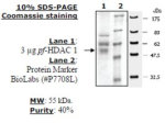 HDAC 1 from Plasmodium falciparum, recombinant, expressed in baculovirus infected insect cells, >=40