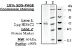 HDAC 2 His tag human, recombinant, expressed in baculovirus infected insect cells, >=80% (SDS-PAGE)