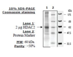 HDAC2 FLAG tag human, recombinant, expressed in baculovirus infected insect cells, >=50% (SDS-PAGE)