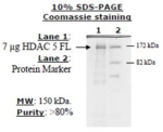 HDAC-5 full length human, recombinant, expressed in baculovirus infected insect cells, >=10% (SDS-PA