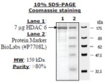 HDAC-6 human, recombinant, expressed in baculovirus infected insect cells, >=80% (SDS-PAGE)