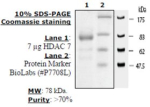 HDAC-7 human, recombinant, expressed in baculovirus infected insect cells, >=70% (SDS-PAGE)