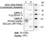HDAC-8 human, recombinant, expressed in baculovirus infected insect cells, >=80% (SDS-PAGE)
