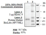 HDAC-9 human, recombinant, expressed in baculovirus infected insect cells, >=80% (SDS-PAGE)