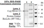 HDAC-10 human, recombinant, expressed in baculovirus infected insect cells, >=10% (SDS-PAGE)