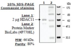 HDAC-11 human, recombinant, expressed in baculovirus infected insect cells, >=10% (SDS-PAGE)