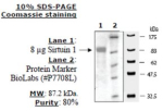 Sirtuin 1 human, recombinant, expressed in E. coli, >=80% (SDS-PAGE)