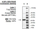 Sirtuin 2 human, recombinant, expressed in E. coli, >=80% (SDS-PAGE)