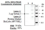 Sirtuin 3 human, recombinant, expressed in E. coli, >=70% (SDS-PAGE)