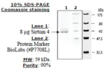 Sirtuin 4 human, recombinant, expressed in E. coli, >=70% (SDS-PAGE)