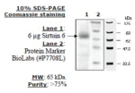 Sirtuin 6 human, recombinant, expressed in E. coli, >=70% (SDS-PAGE)