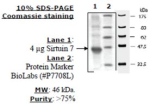 Sirtuin 7 human, recombinant, expressed in E. coli, >=70% (SDS-PAGE)