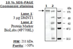 DNMT1 Active human, recombinant, expressed in baculovirus infected insect cells, >=50% (SDS-PAGE)