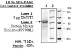 DNMT2 Active human, recombinant, expressed in baculovirus infected insect cells, >=80% (SDS-PAGE)