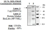 DNMT3a Active human, recombinant, expressed in baculovirus infected insect cells, >=35% (SDS-PAGE)