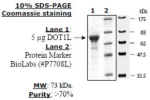 Dot1L human, recombinant, expressed in E. coli, >=70% (SDS-PAGE)