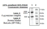 EZH1/EED/SUZ12  human, recombinant, expressed in baculovirus infected insect cells