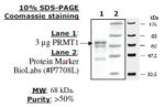 PRMT1 human, recombinant, expressed in E. coli, >=50% (SDS-PAGE)