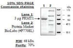 PRMT1 Active human, recombinant, expressed in baculovirus infected insect cells, >=70% (SDS-PAGE)