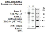 PRMT3 human, recombinant, expressed in E. coli, >=60% (SDS-PAGE)