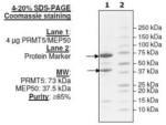 PRMT5 Active human, recombinant, expressed in FreeStyle 293-F cells, >=60% (SDS-PAGE)