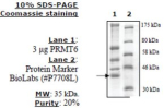 PRMT6 human, recombinant, expressed in FreeStyle 293-F cells, >=70% (SDS-PAGE)