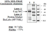 Set2 human, recombinant, expressed in E. coli, >=75% (SDS-PAGE)