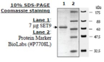 Set7/Set9 human, recombinant, expressed in E. coli, >=70% (SDS-PAGE)