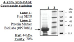 Set8 Active human, recombinant, expressed in E. coli, >=70% (SDS-PAGE)