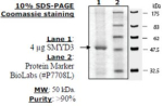 SMYD3 (full length) Active human, recombinant, expressed in baculovirus infected insect cells, >=50%