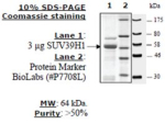SUV39H1 human, recombinant, expressed in E. coli, >=50% (SDS-PAGE)